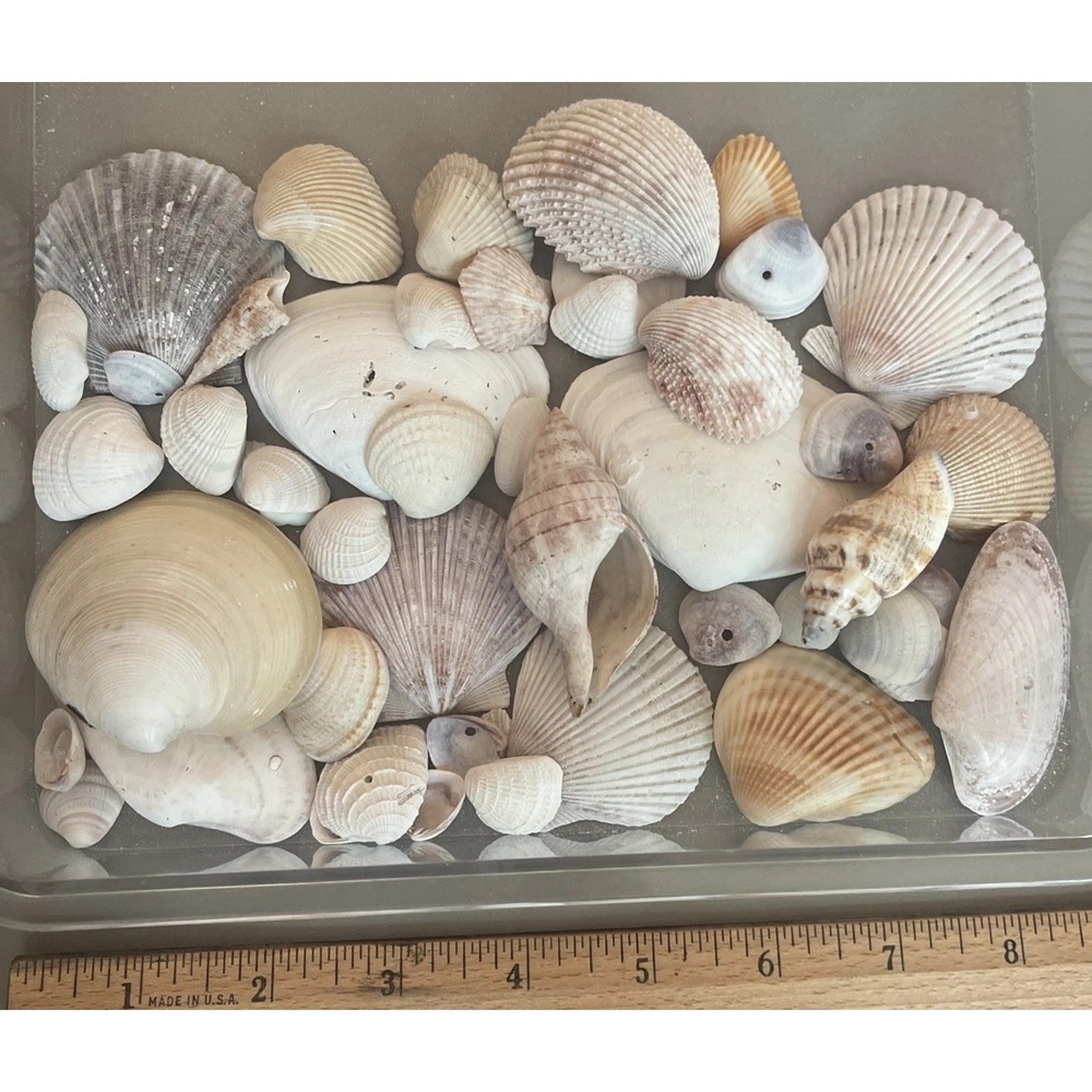 Lot of Assorted Mixed Seashell Collection Spiral Shells Natural #1